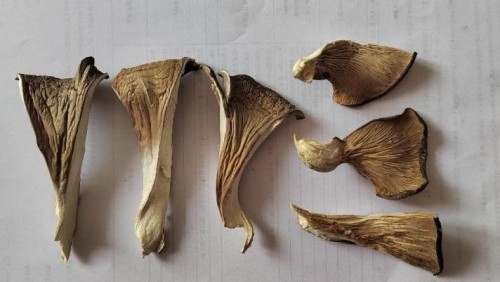 Dried oyster mushroom