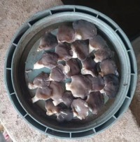 Pickled mushrooms